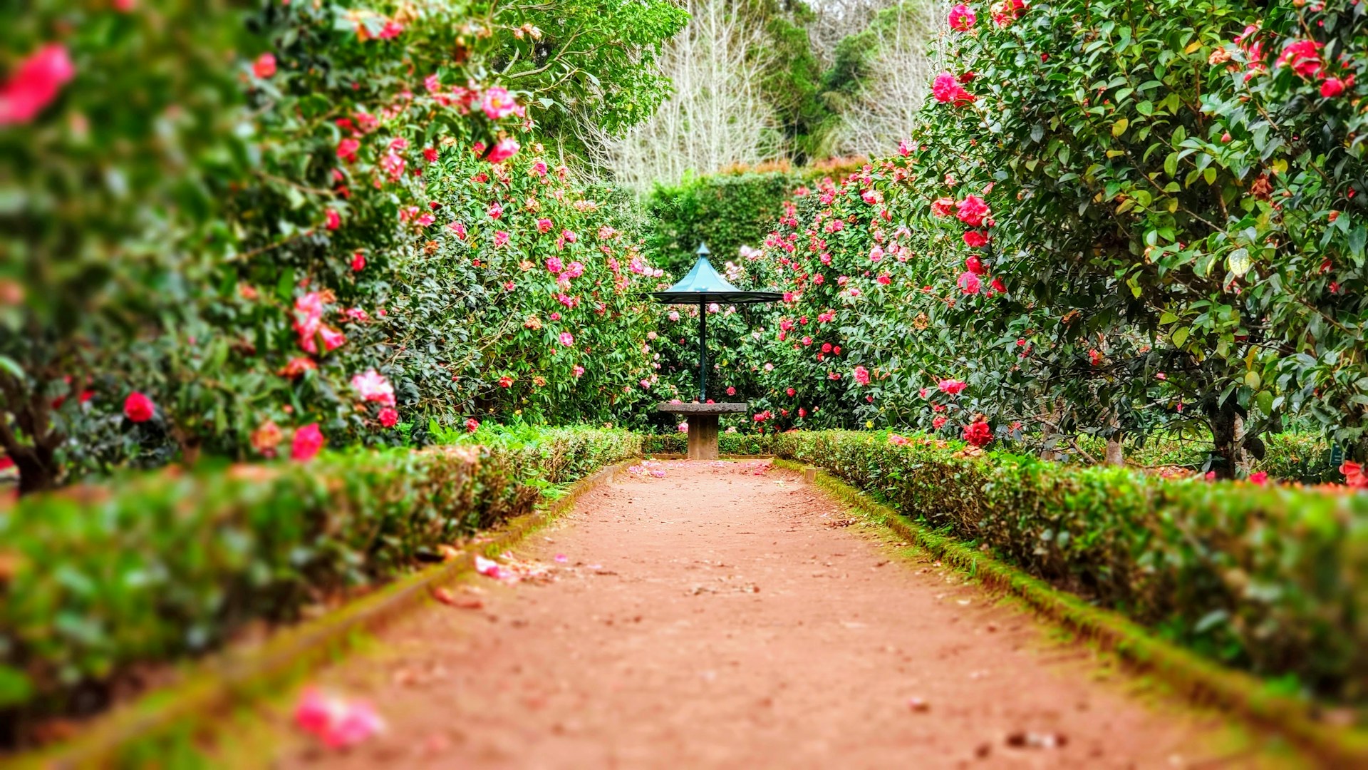 Aménagement paysager avec jardin fleuri et allée par Infini Paysage